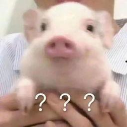 给猪吃的瓜是什么瓜,揭秘适合猪食用的瓜类食材