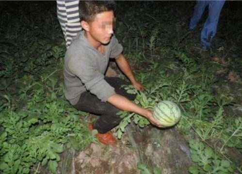 男人吃瓜速度,揭秘男人吃瓜的惊人速度