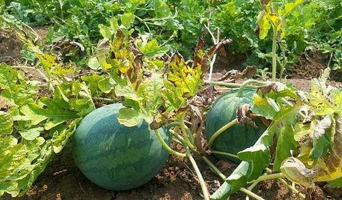 这瓜真不建议吃,这瓜真不建议食用，原因令人担忧  第1张