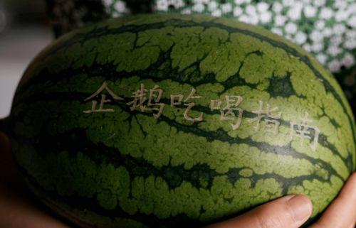 五百多万粉丝吃瓜,吃瓜狂欢，揭秘娱乐圈幕后风云