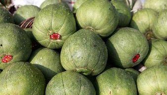 小朋友吃甜瓜怎么挑瓜,小朋友挑瓜秘籍