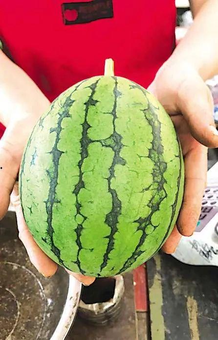 西北吃瓜事件,一场网络热议背后的真相与反思