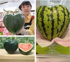 深圳带你吃瓜,跟随“带你吃瓜”的脚步，解锁城市味蕾之旅