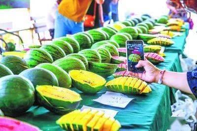 北京庞各庄吃瓜,北京郊外吃瓜体验记