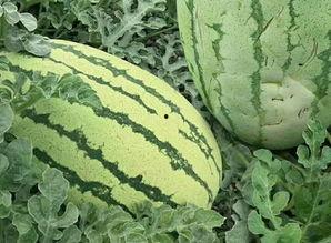 吃瓜网怎么没有邢台的瓜,揭秘吃瓜网为何缺席的神秘瓜源