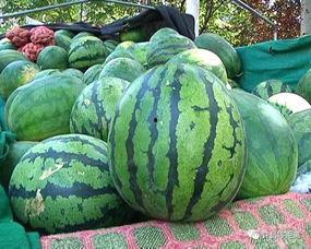 吃瓜网怎么没有邢台的瓜,揭秘吃瓜网为何缺席的神秘瓜源