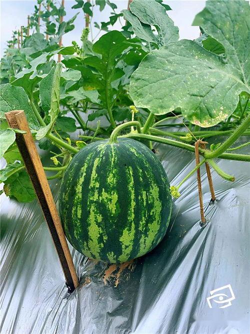 海仔吃瓜,揭秘娱乐圈那些不为人知的幕后故事