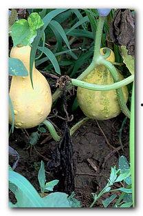 种瓜得瓜吃瓜得灯寓意,揭示生活哲理的智慧寓言