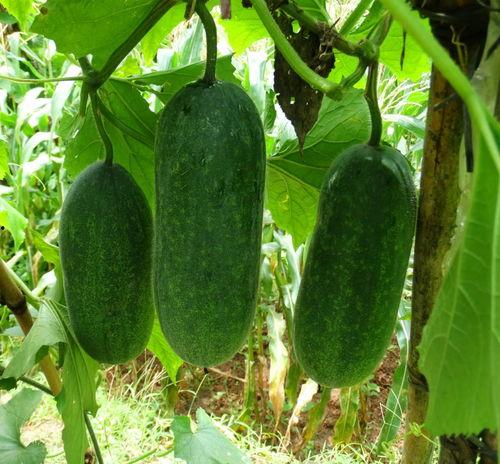 种瓜得瓜吃瓜得灯寓意,揭示生活哲理的智慧寓言