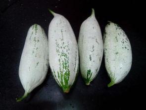 老鼠瓜点吃,探寻传统美食的独特魅力  第1张