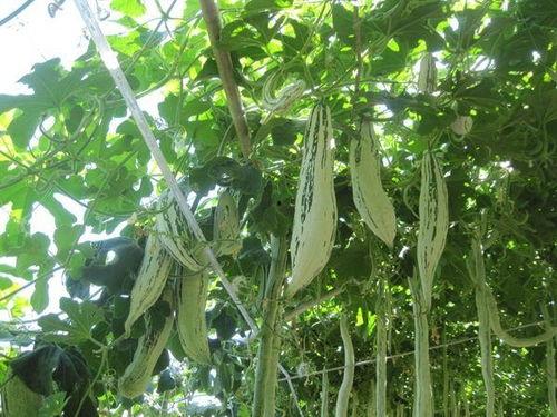 老鼠瓜点吃,探寻传统美食的独特魅力  第2张