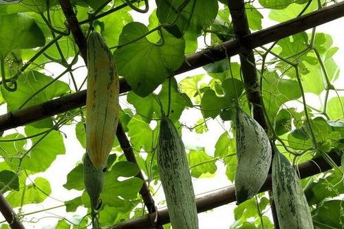 老鼠瓜点吃,探寻传统美食的独特魅力  第3张