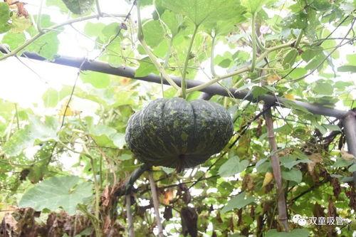 西安工业吃瓜,吃瓜群众眼中的热辣焦点  第1张