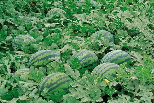 韶关学院吃瓜图片,一场别开生面的“吃瓜”盛宴  第1张