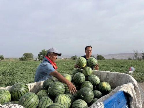 韶关学院吃瓜图片,一场别开生面的“吃瓜”盛宴  第3张