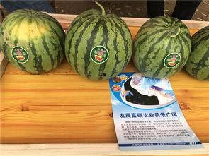 农村版儿童吃瓜,农村版儿童快乐吃瓜时光  第2张