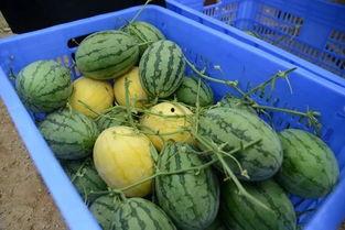 吃瓜群柳州,揭秘当地美食文化趣闻