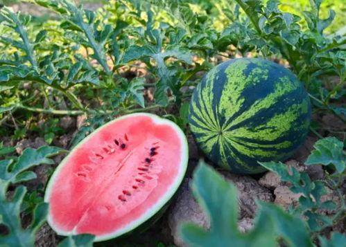 吃安徽广德瓜,安徽特色美食之旅