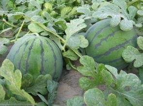 柳州江边吃瓜,悠闲吃瓜时光