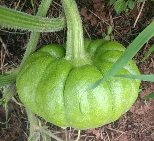 今日吃瓜人人吃瓜,全民共享吃瓜盛宴