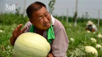 河北威县吃瓜事件视频,一场网络热议背后的真相揭秘