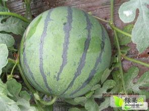 河北威县吃瓜事件视频,一场网络热议背后的真相揭秘