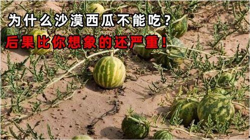 吃大瓜的后果,揭秘网络谣言的真相与影响