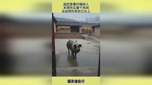 吃瓜看监控,揭秘幕后真相