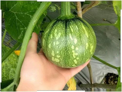 湖南美术专升本吃瓜,吃瓜群众揭秘艺术类专升本那些事儿