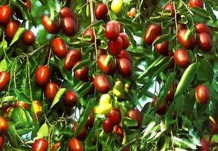 阴枣是啥啊 吃瓜,神秘果实的独特风味与食用奥秘揭秘