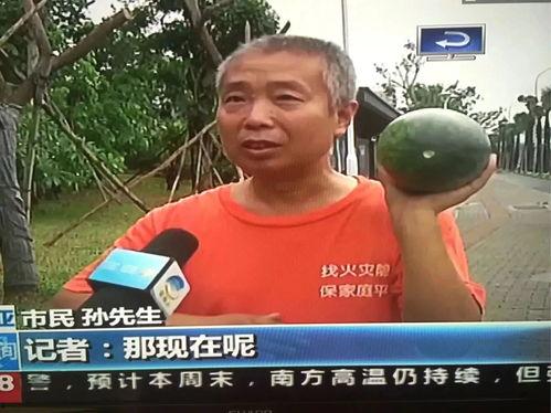 马村吃瓜事件,一场引发热议的网络狂欢