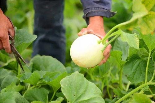 牟牟呀吃瓜,揭秘娱乐圈那些不为人知的幕后故事