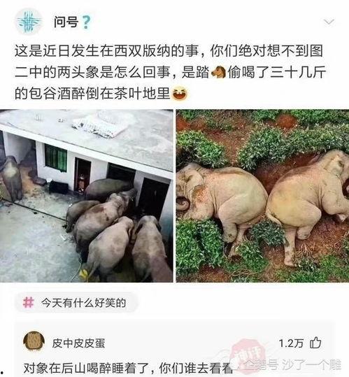 沙雕吃瓜古文,揭秘古代“吃瓜群众”的趣味生活  第3张