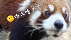 馍馍吃瓜事件,网络舆论的狂欢与反思  第1张