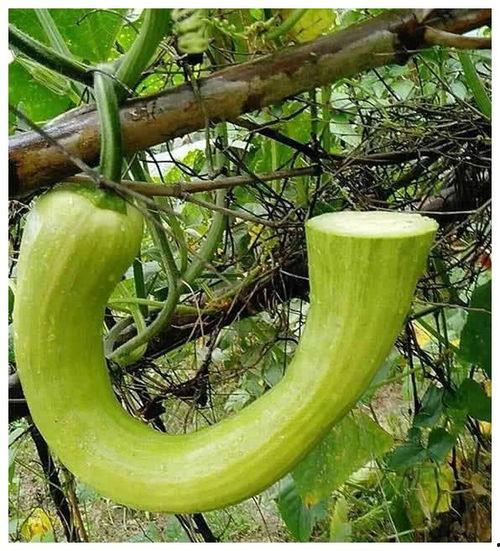 吃瓜就吃大瓜什么意思啊  第1张