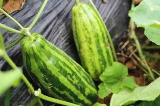 吃瓜就吃大瓜什么意思啊  第2张