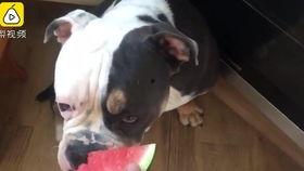 狗狗半夜吃瓜,狗狗的神秘夜食之谜  第1张