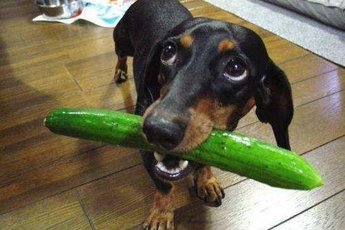 狗狗半夜吃瓜,狗狗的神秘夜食之谜  第2张