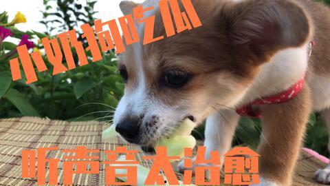 狗狗半夜吃瓜,狗狗的神秘夜食之谜  第3张