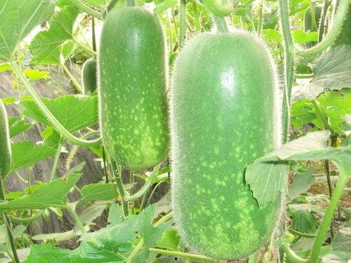 147258吃瓜,揭秘网络热词背后的吃瓜文化