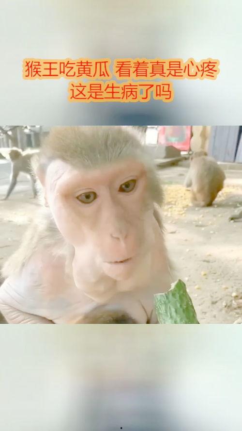 猴王吃瓜视频  第3张