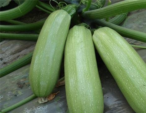 吃囊瓜有什么好处  第1张