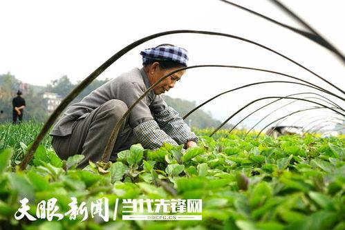 望谟吃瓜,一场别开生面的“吃瓜”盛宴