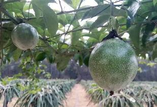 吃瓜摘果摸鱼,吃瓜摘果摸鱼的悠闲生活