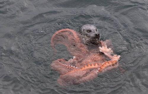 八爪鱼吃瓜,揭秘海洋生物的趣味食性