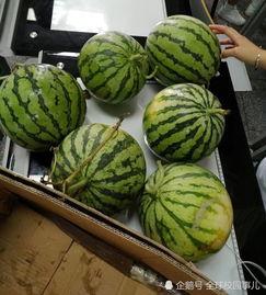 职业学校吃瓜,揭秘校园生活趣事  第3张